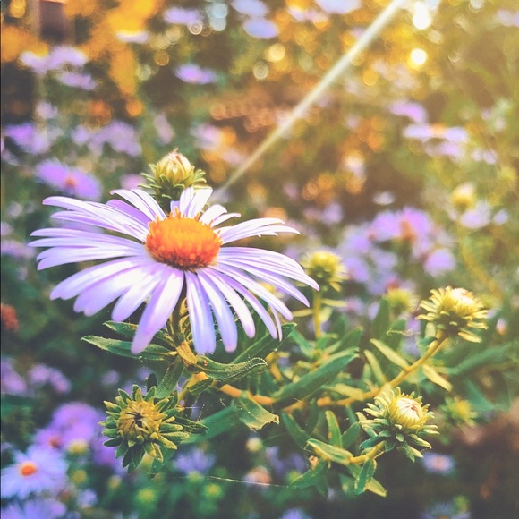 Meet your Posher, Erica - Picture 2 of 5